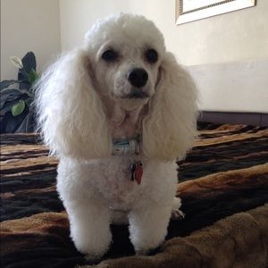 Meet your Posher, Sam